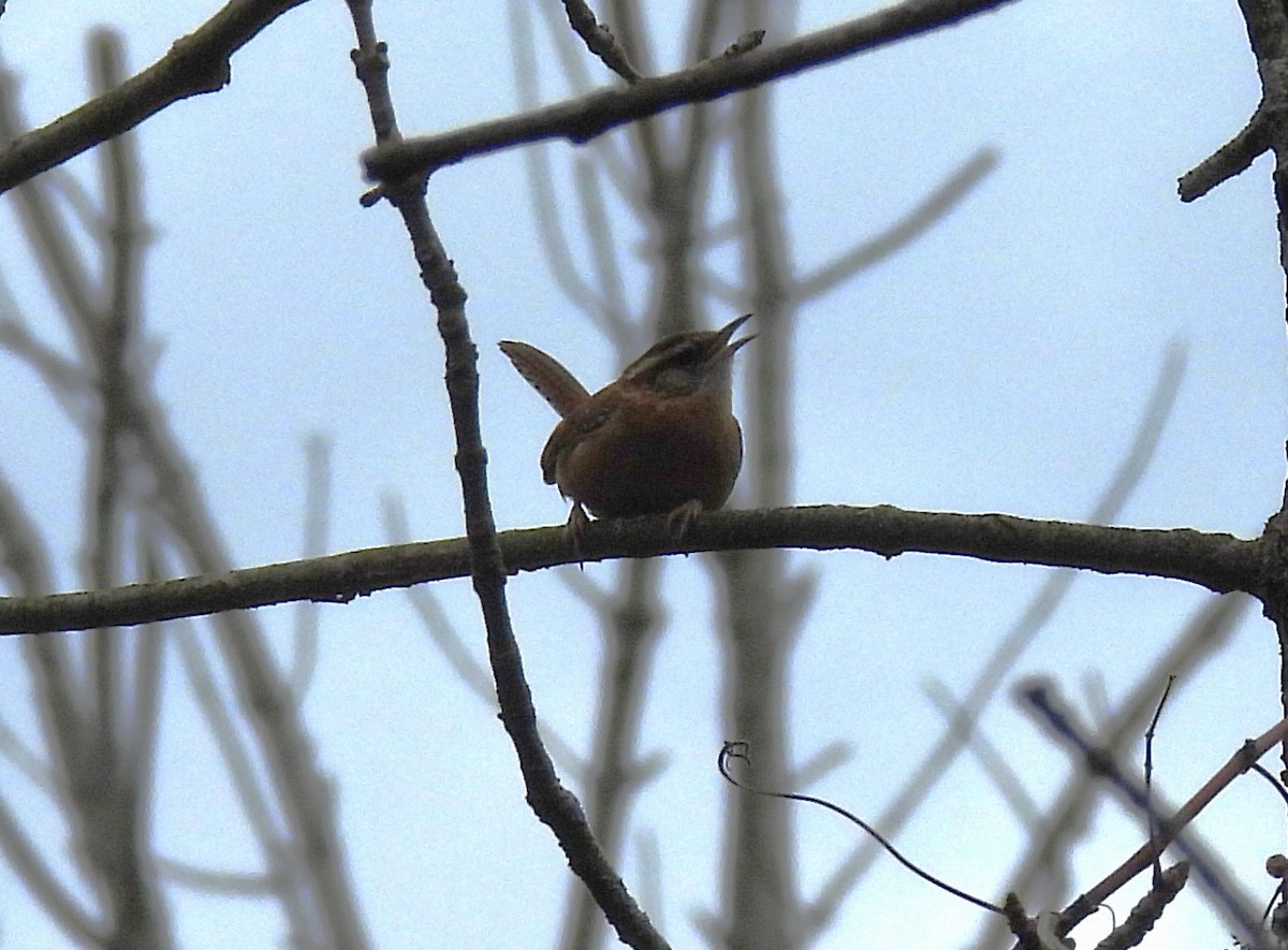 Carolina Wren - ML645280489