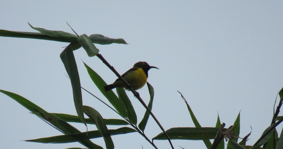 Sahul Sunbird - ML645280493