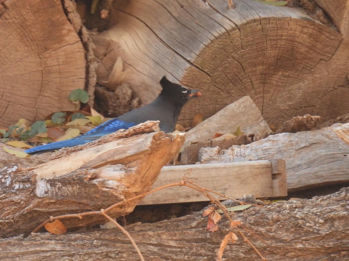 Steller's Jay - ML645280499
