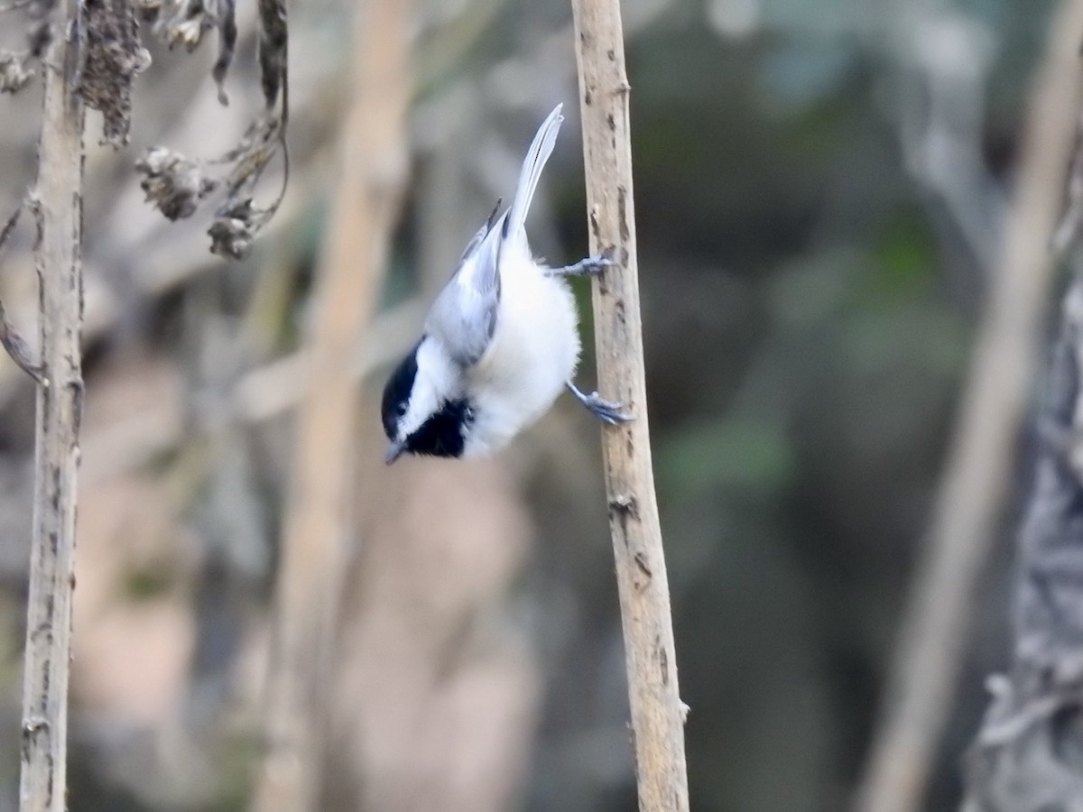 Carolina Chickadee - ML645280501