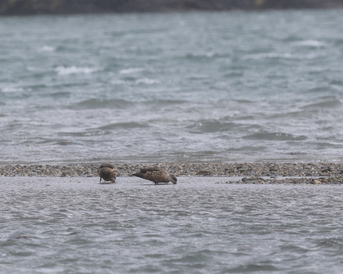 Crested Duck - ML645280502