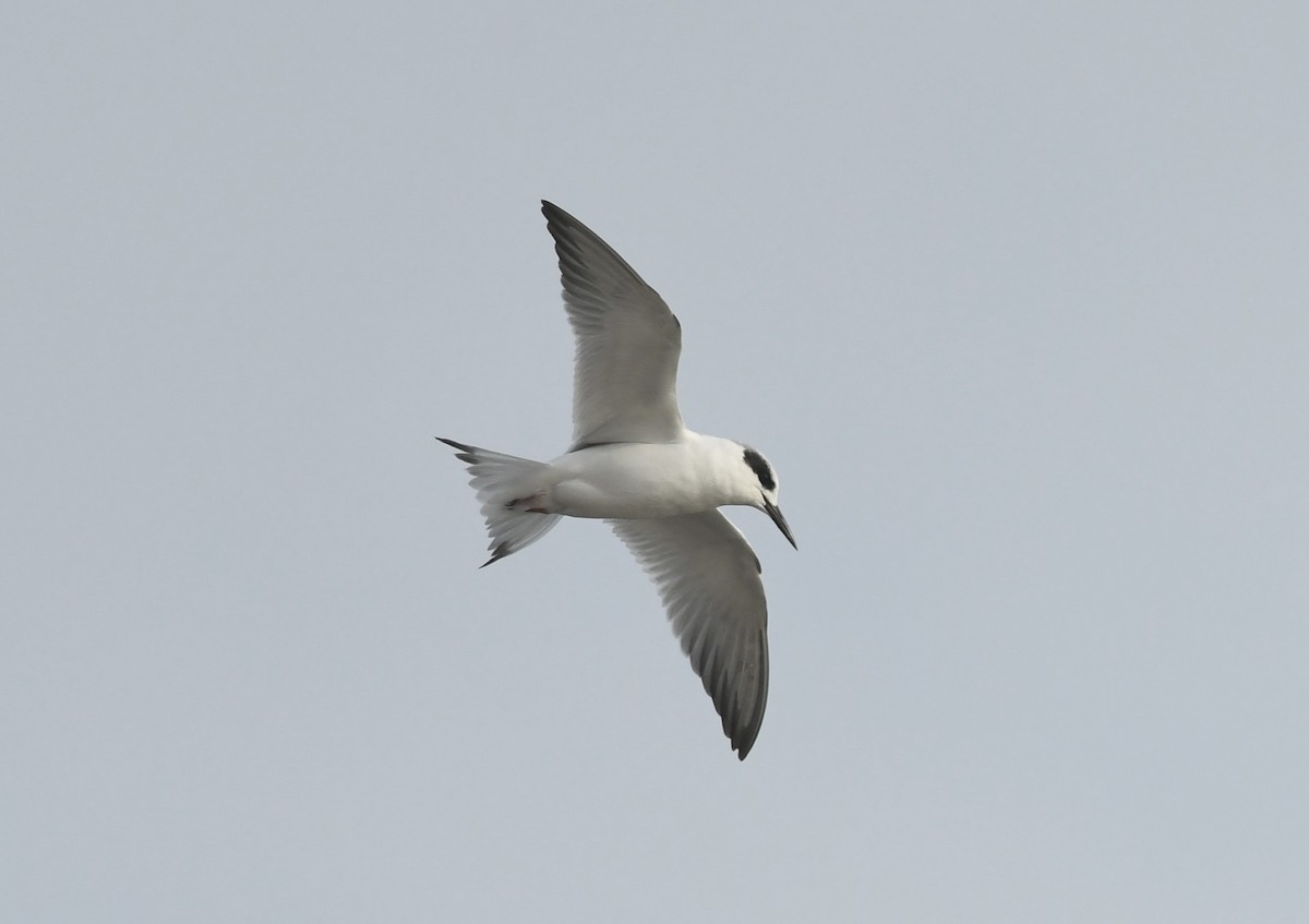 Forster's Tern - ML645280517