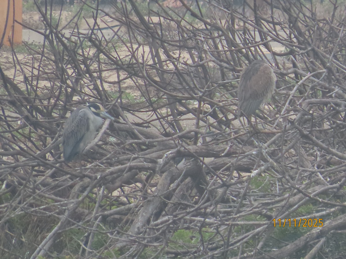 אנפת לילה צהובת-כיפה - ML645280521