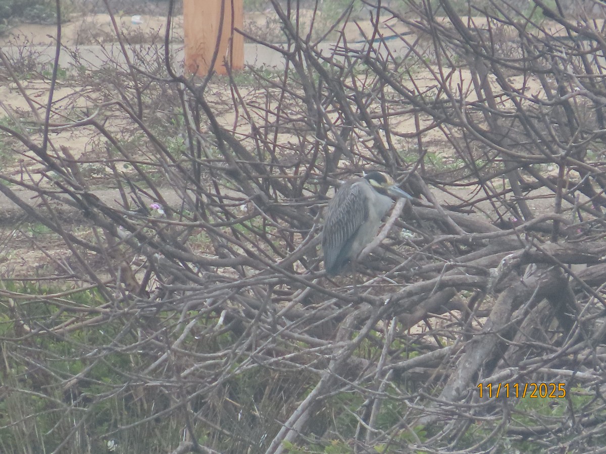 אנפת לילה צהובת-כיפה - ML645280522