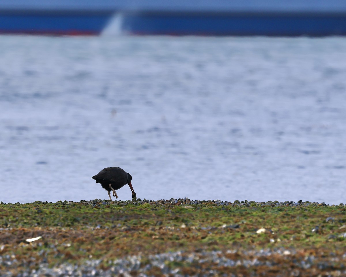 Blackish Oystercatcher - ML645280538