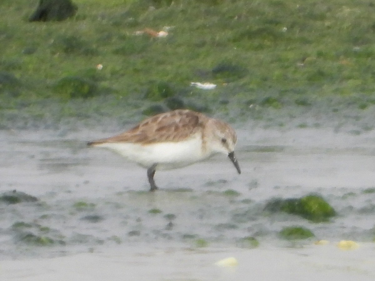 ヨーロッパトウネン - ML645280542