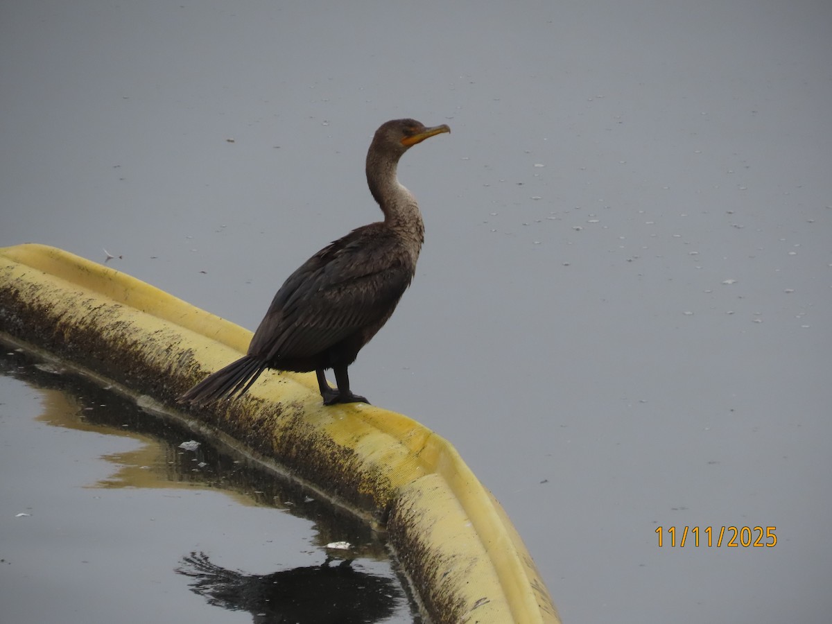 Double-crested Cormorant - ML645280545