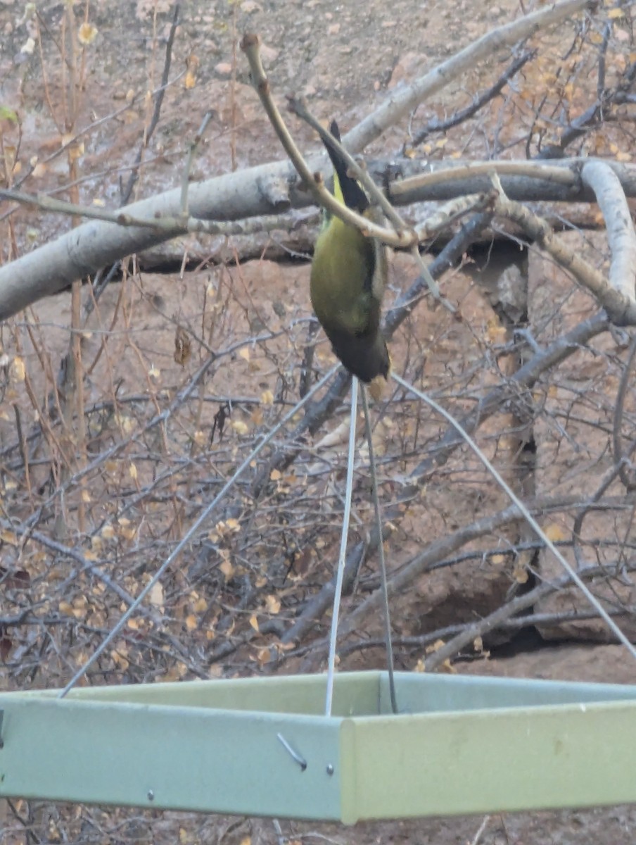 Evening Grosbeak - ML645280574