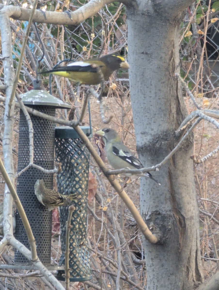 Evening Grosbeak - ML645280587