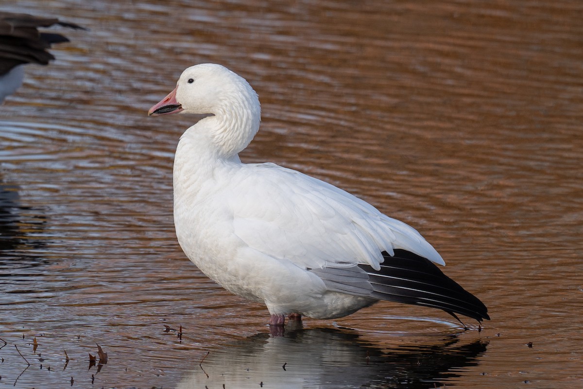 Snow Goose - ML645280622