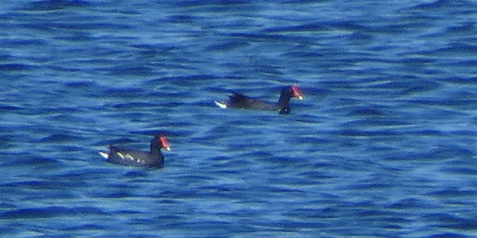 Common Gallinule - ML645280632