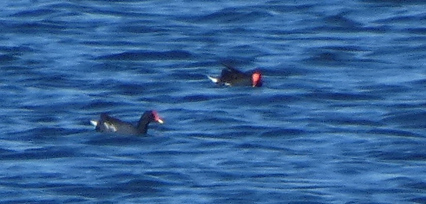 Common Gallinule - ML645280633