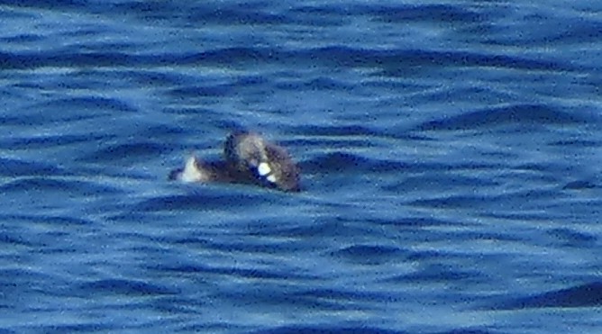 Pied-billed Grebe - ML645280638