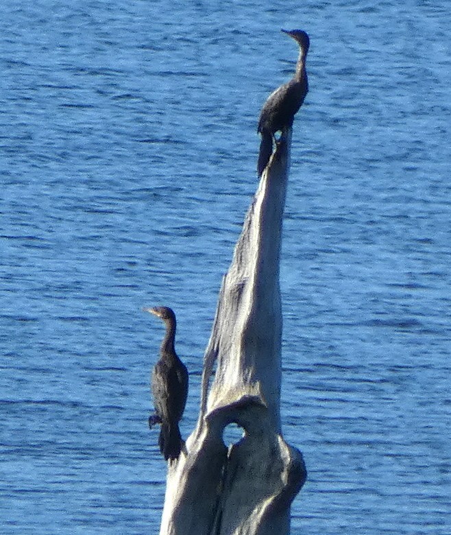 Neotropic Cormorant - ML645280644