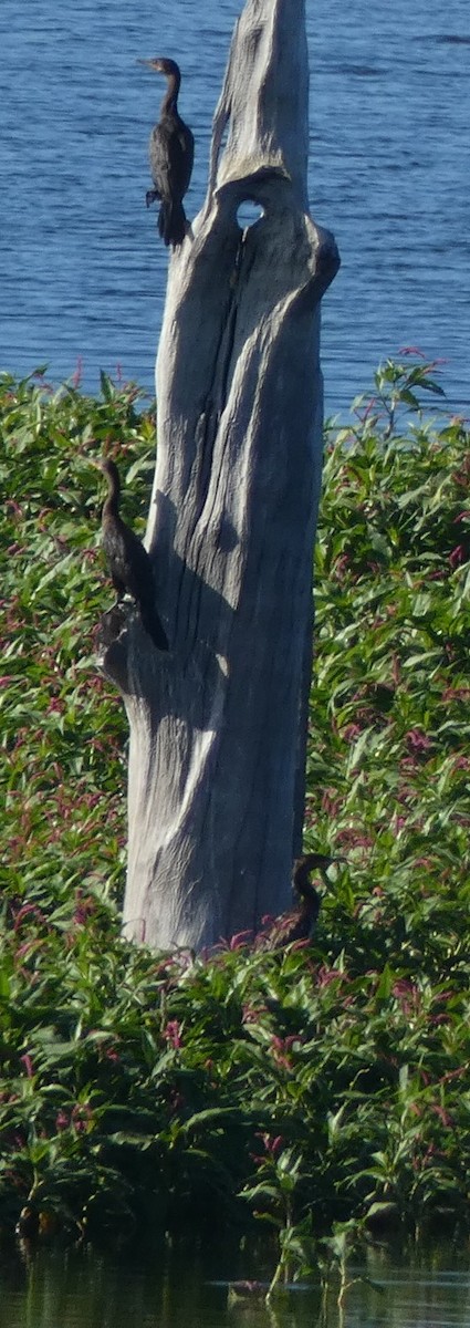 Neotropic Cormorant - ML645280645