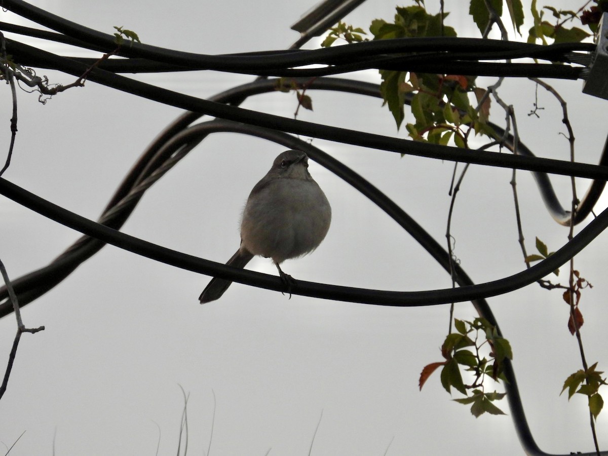 Northern Mockingbird - ML645280652