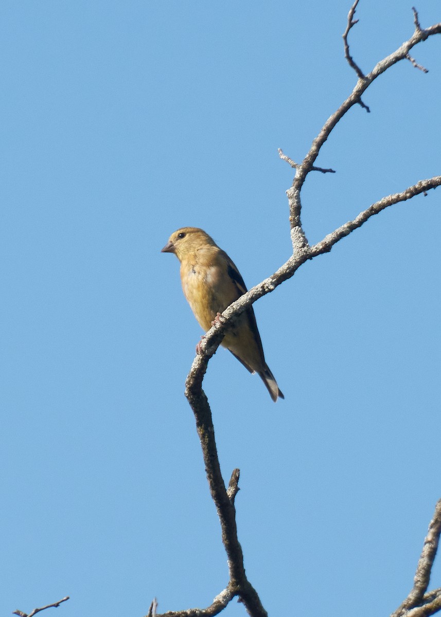 Altın İskete - ML645280654