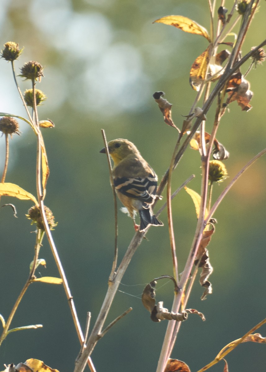 Altın İskete - ML645280655