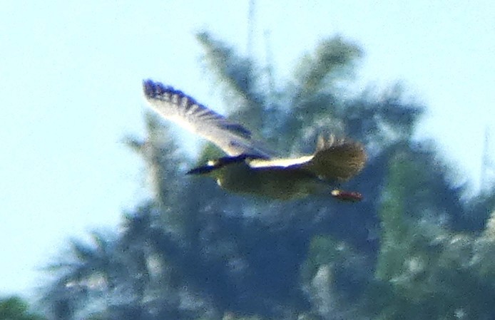 Black-crowned Night Heron (American) - ML645280659
