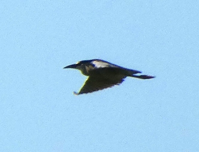 Black-crowned Night Heron (American) - ML645280660