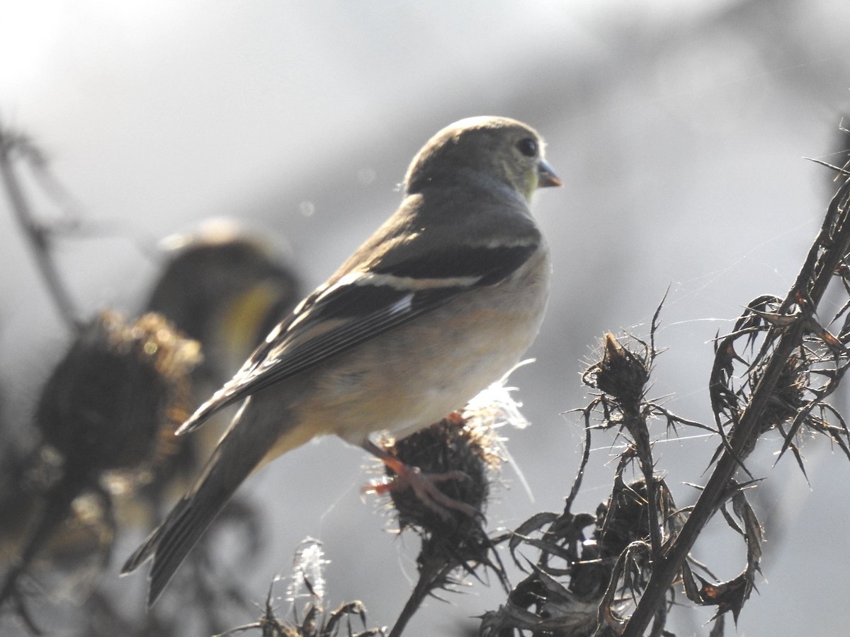 Altın İskete - ML645280664