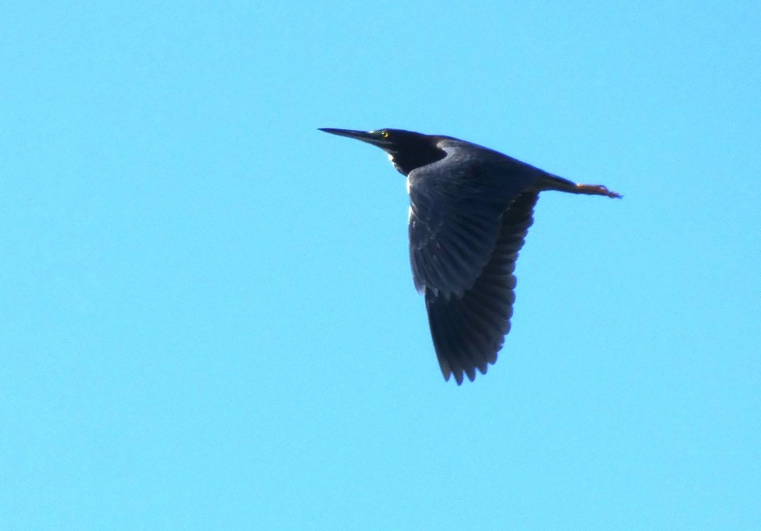 Green Heron - ML645280685