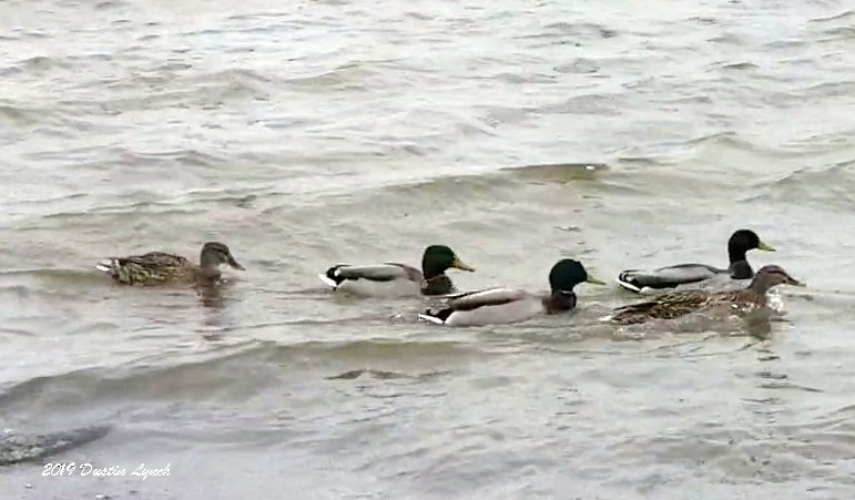 Кряква - ML645280686