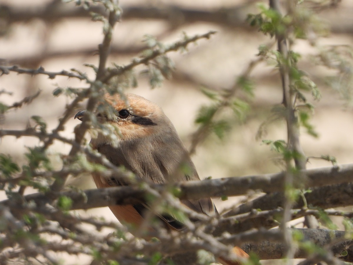 isabellavarsler - ML645280693