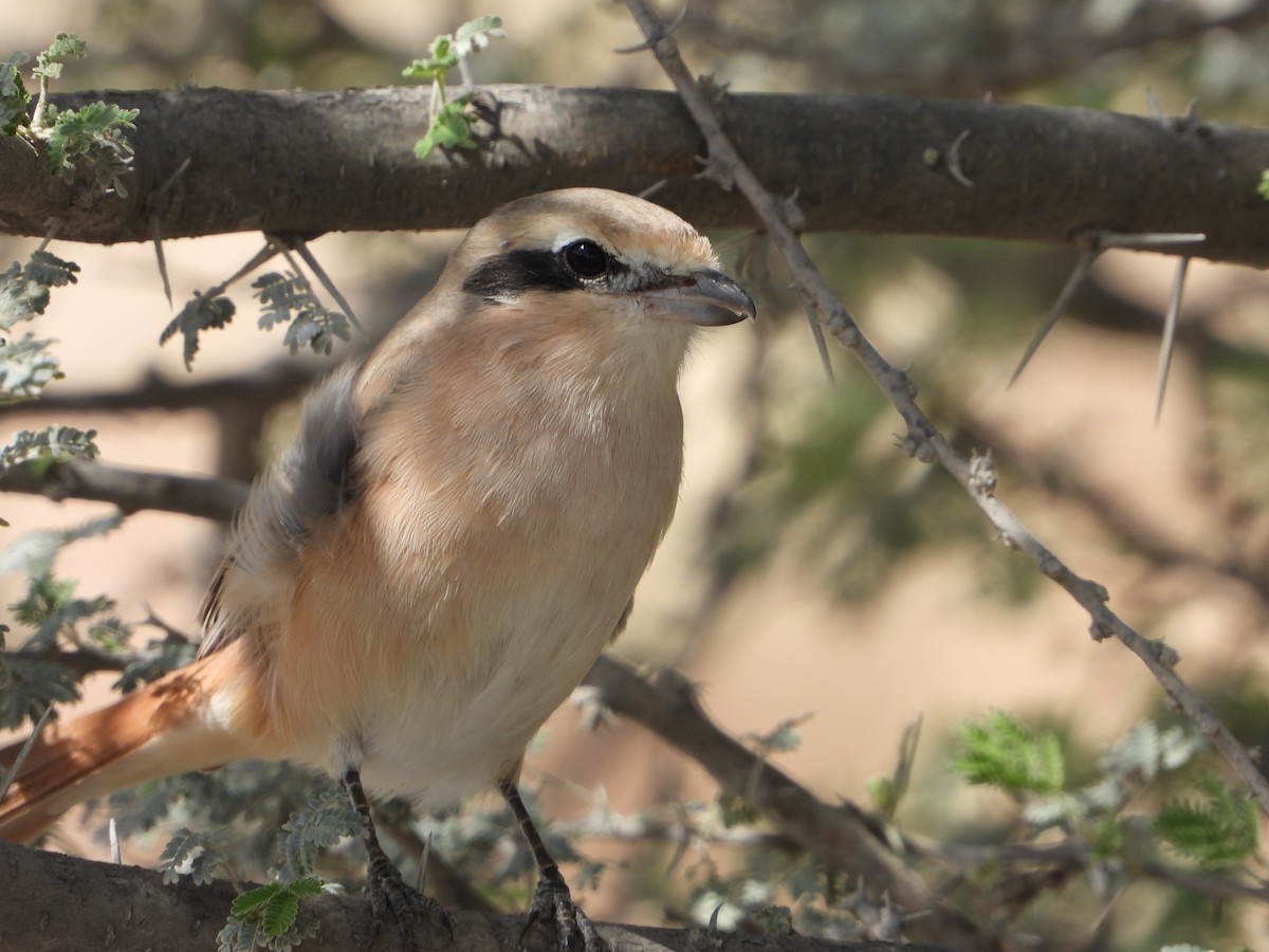 isabellavarsler - ML645280694