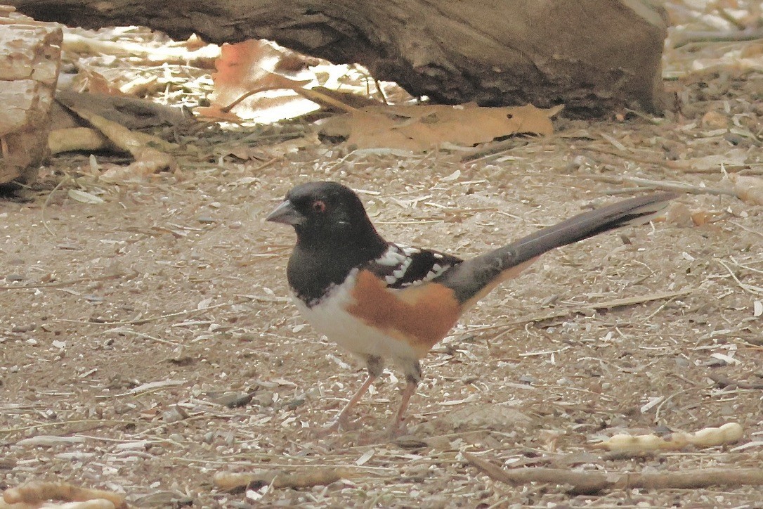 Spotted Towhee - ML645280695
