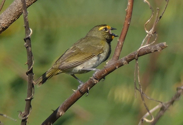 Yellow-faced Grassquit - ML645280697