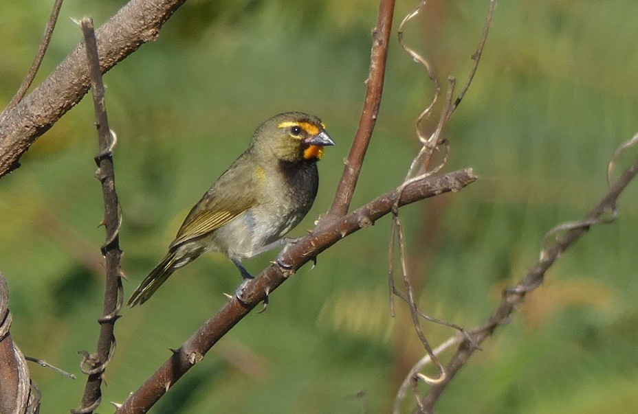 Yellow-faced Grassquit - ML645280698