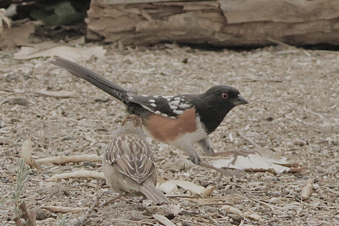 Spotted Towhee - ML645280699
