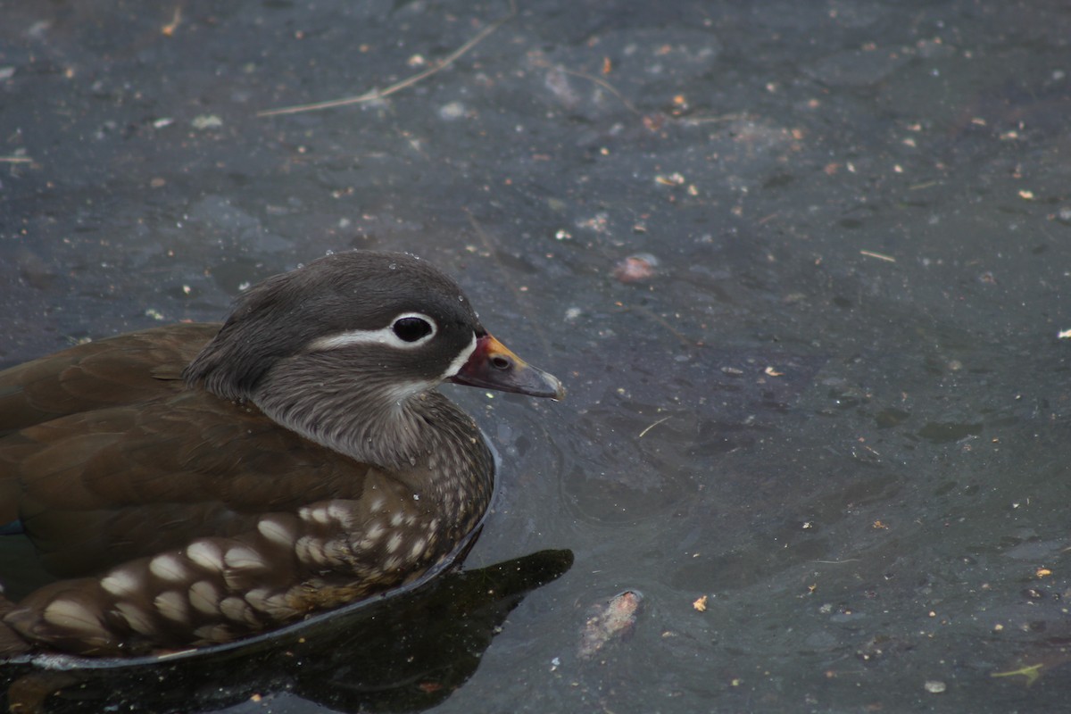 Mandarin Duck - ML645280700
