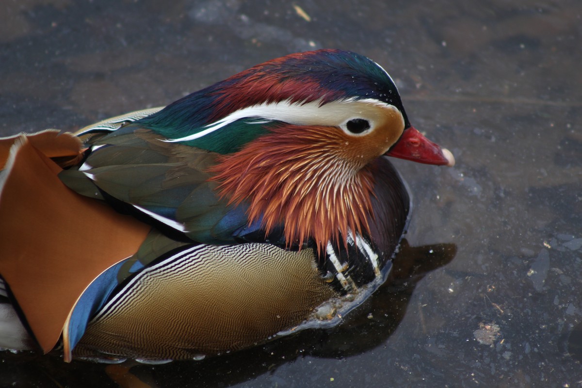 Mandarin Duck - ML645280720