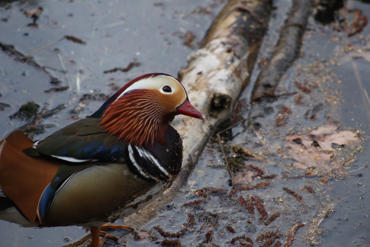 Mandarin Duck - ML645280724