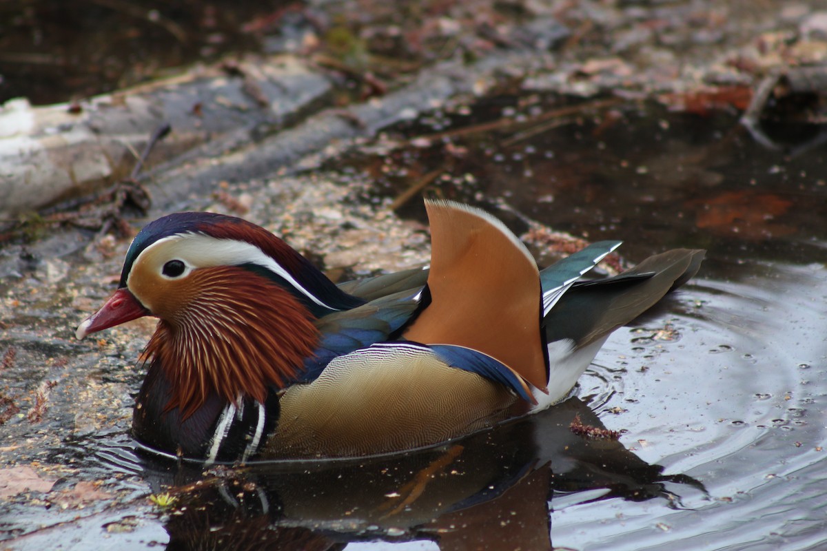 Mandarin Duck - ML645280728