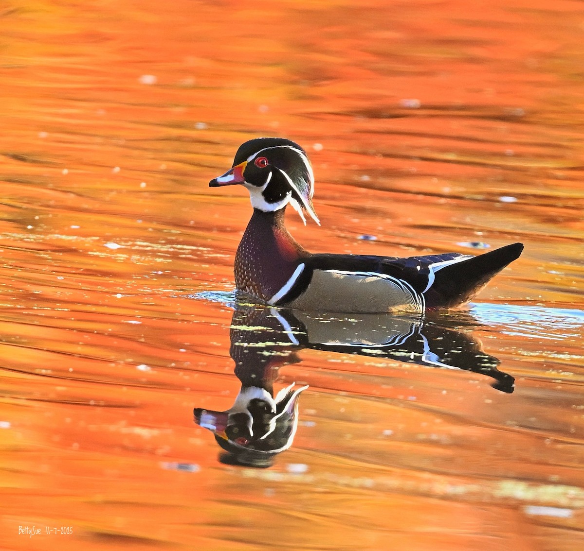 Ahate karolinarra - ML645280733