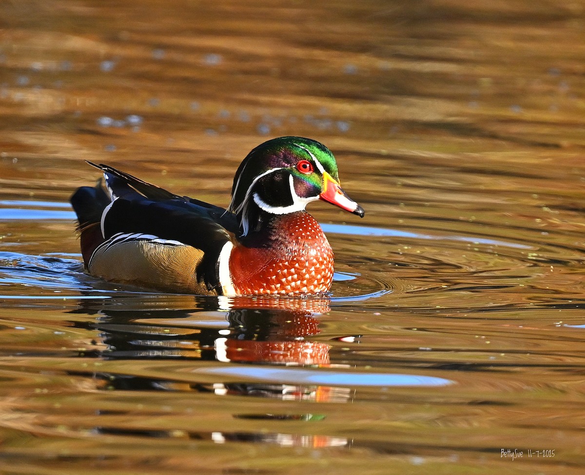 Ahate karolinarra - ML645280734