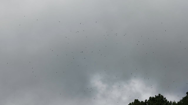 Turkey Vulture (Northern) - ML645280747