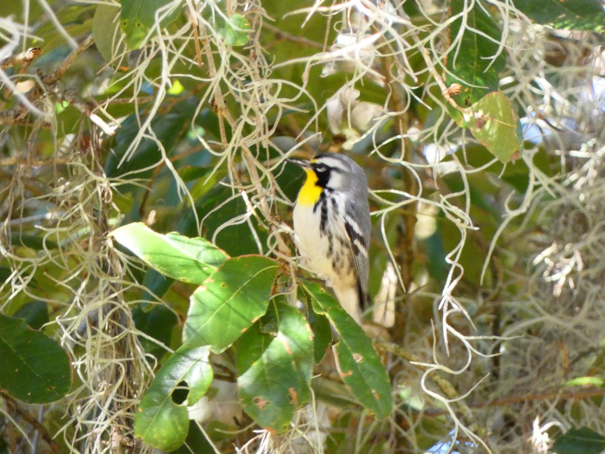 Goldkehl-Waldsänger (dominica/stoddardi) - ML645280748