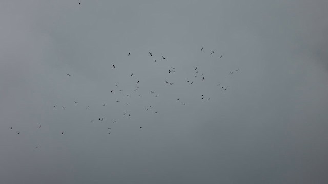 Turkey Vulture (Northern) - ML645280749