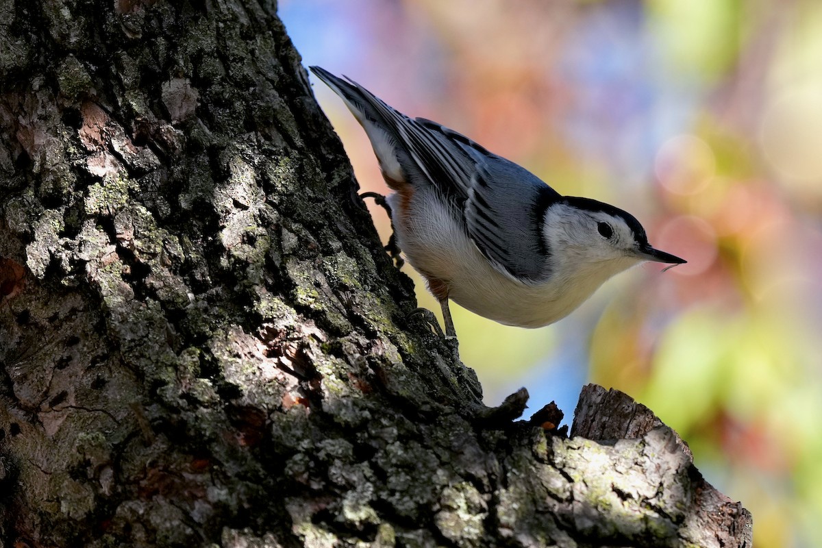 White-breasted Nuthatch - ML645280753