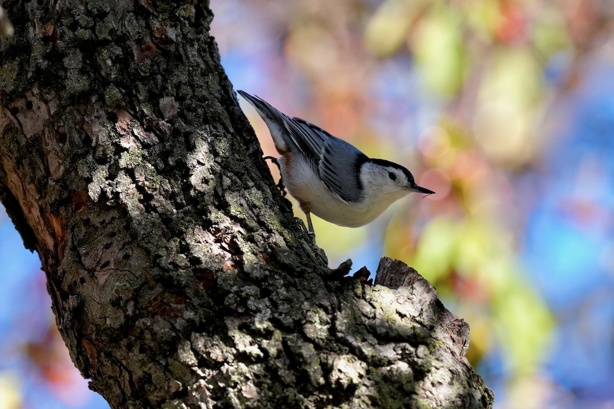 White-breasted Nuthatch - ML645280755