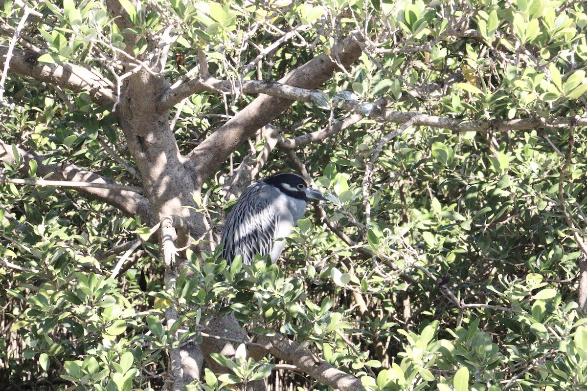 אנפת לילה צהובת-כיפה - ML645280760