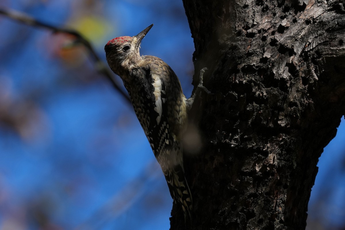 Yellow-bellied Sapsucker - ML645280767