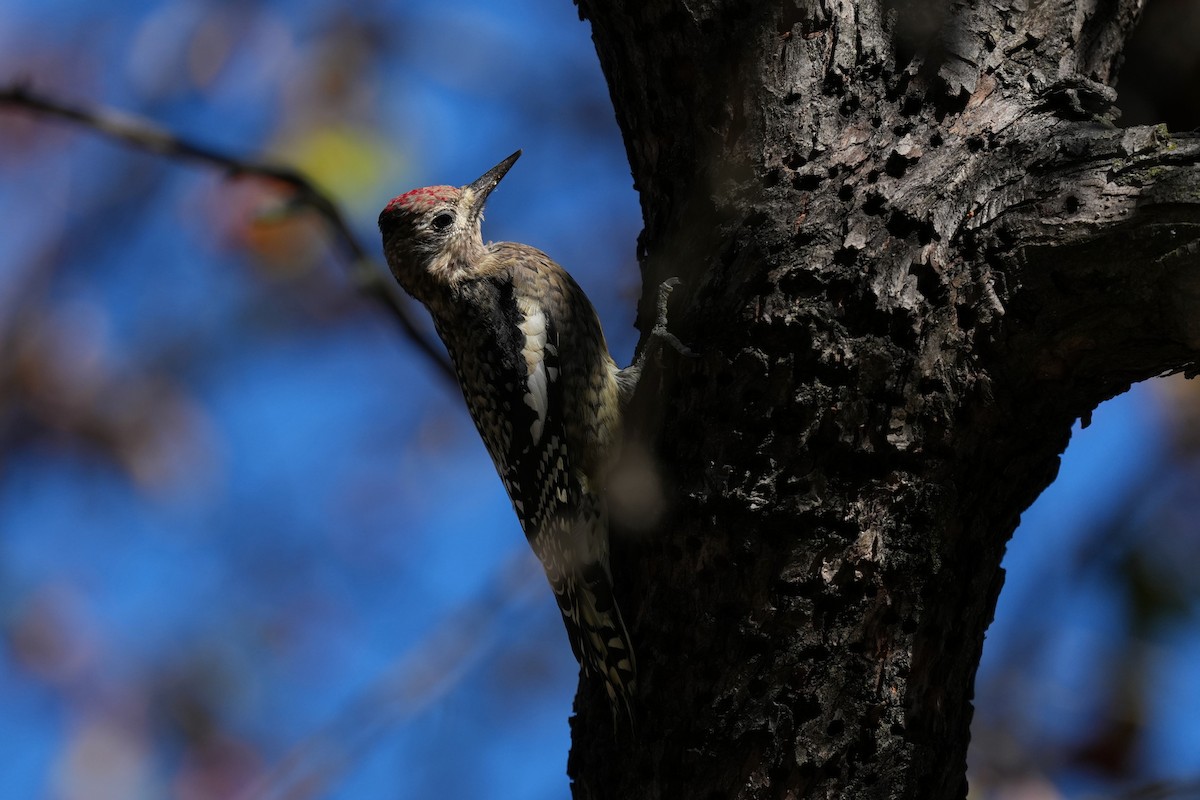 Yellow-bellied Sapsucker - ML645280769