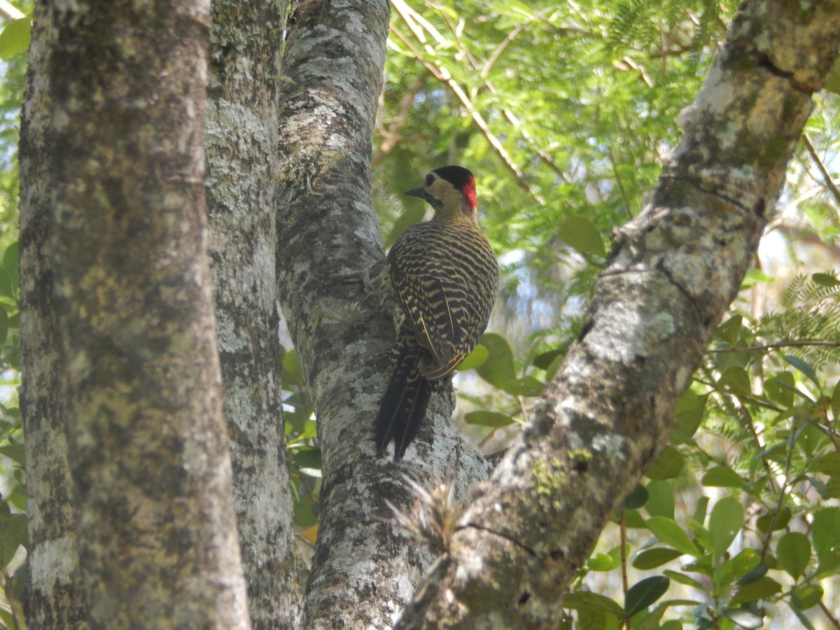 Grünbindenspecht - ML645280776