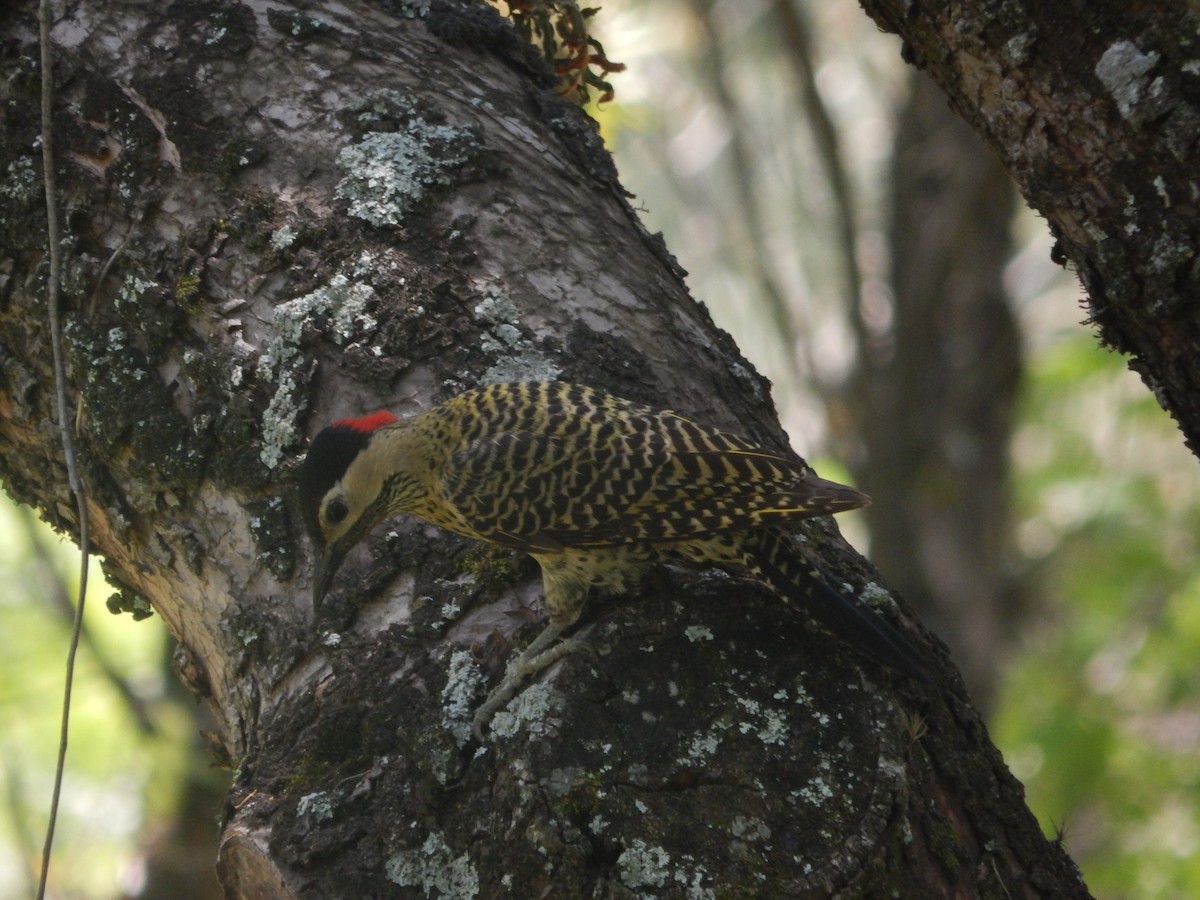 Grünbindenspecht - ML645280777