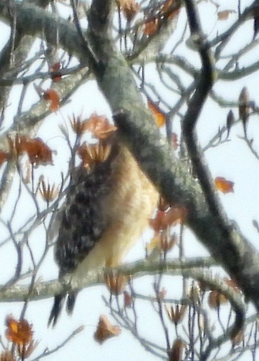 Red-shouldered Hawk - ML645280790